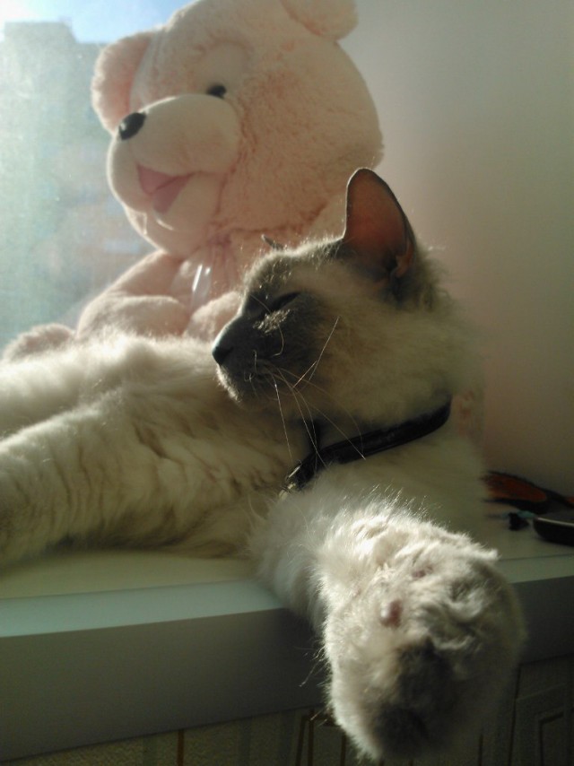 Прикольных котов пост