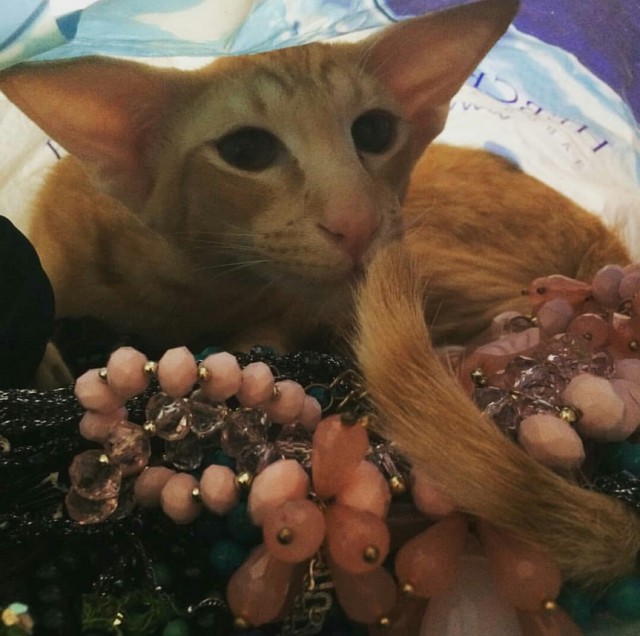 Котовторник  01.05.2018
