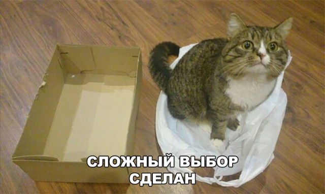 Кот без прикрас