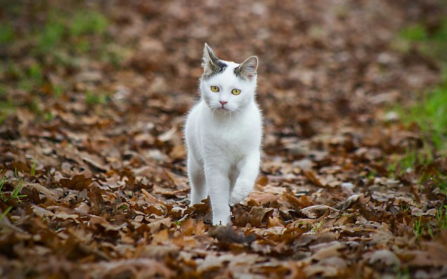 Прикольных котов пост