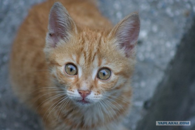 Ура, котовторник! (01.07.2008)