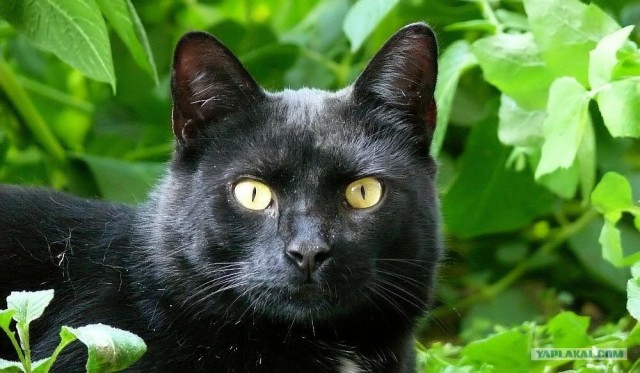 Котовторник на ЯПлакалъ (15.07.2008)