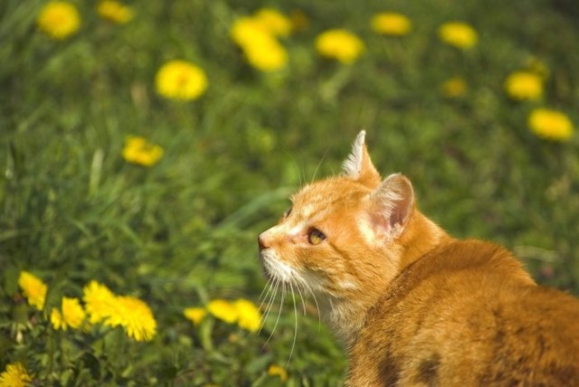 Котовторник, Весна, Цветы!