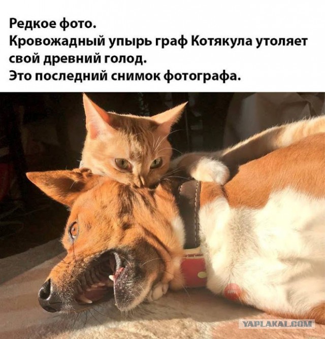 Милые животные. Мимиметр сломался