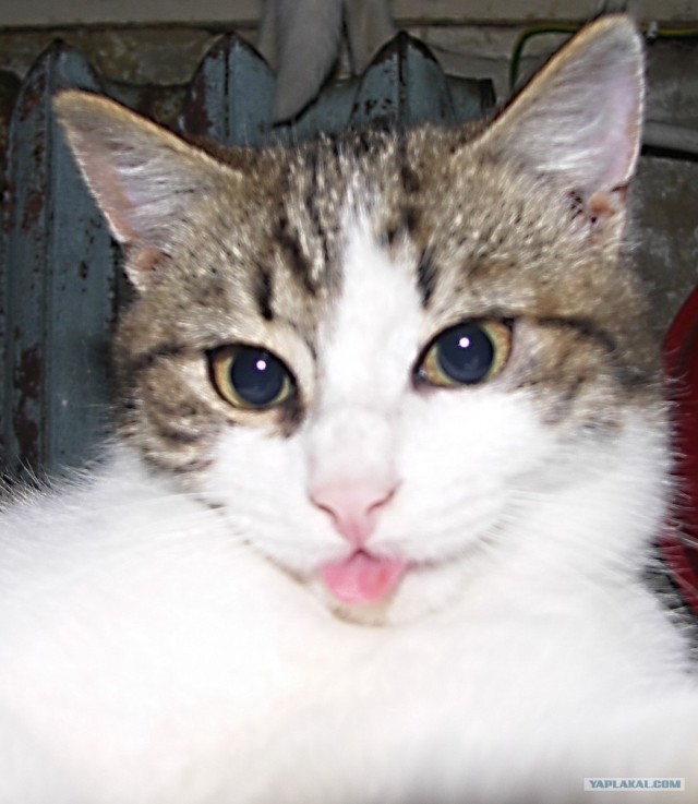 Котовторник (31.01.2012)