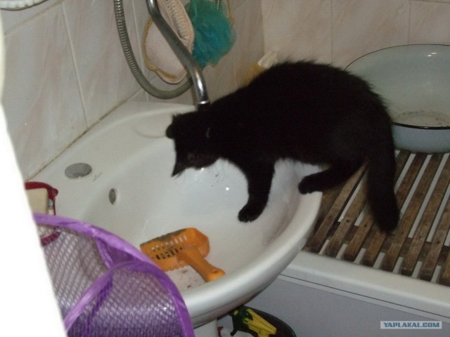 Котовторник! 13.03.2012