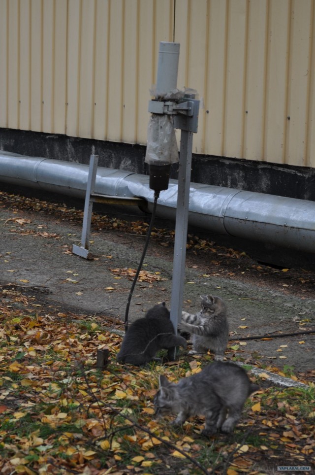 Котовторник 20.03.2012