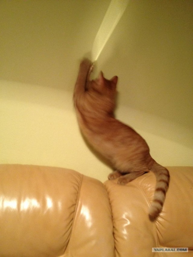 Котовторник 17.04.2012