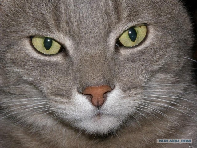 Котовторник 10. 07. 2012