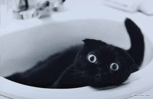 Котовторник 24.07.2012