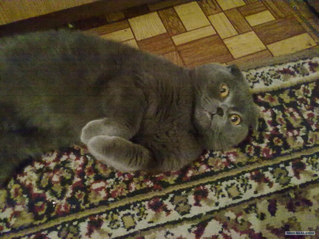 Котовторник  16.10.12