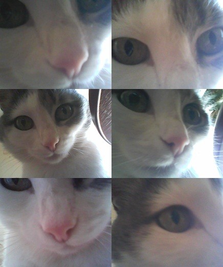 Котовторник 12.02.13