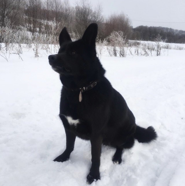 Милые животные. Мимиметр сломался
