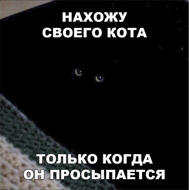 Забавные фото котеек