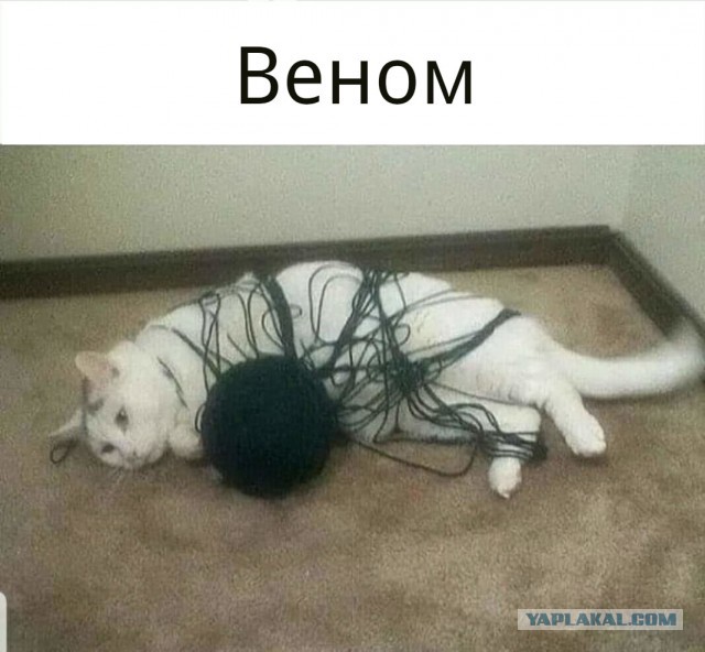 Приколюхи из скотсетей