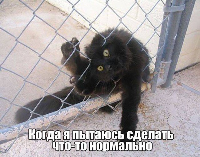 Подборка интересных и веселых картинок 17.06.19