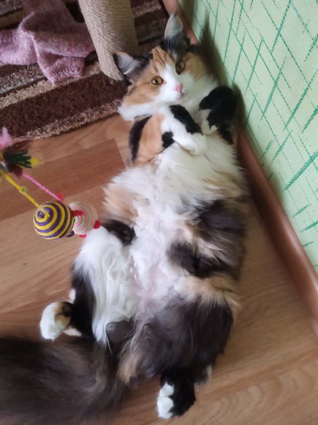 Забавные картинки с котами из сети