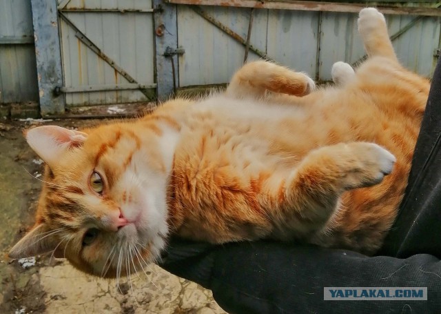 ̶К̶о̶р̶о̶н̶  Котовторник!
