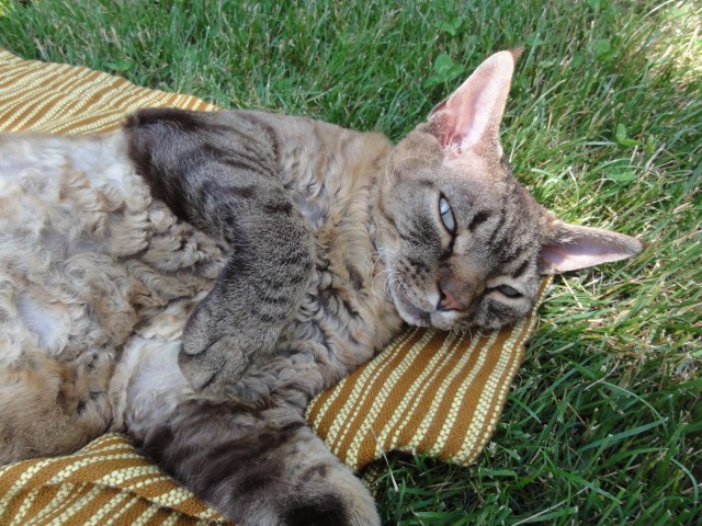 Котейки и солнышко