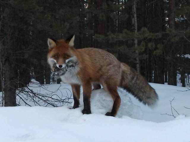Сижу такой ловлю рыбу