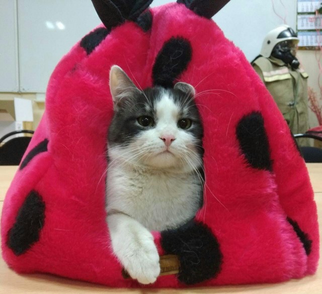 Кошки , кошечки, котяры 14.03.21
