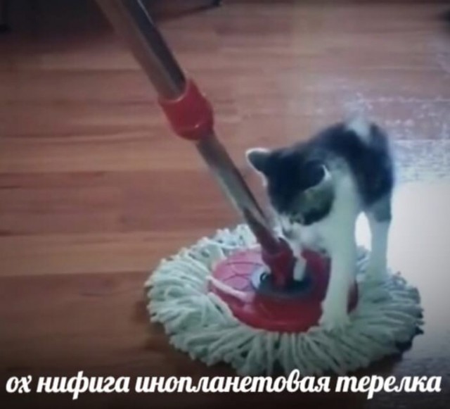 Картинки о животных, прямо и косвенно