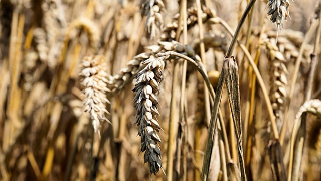 Как СССР стал покупать пшеницу за границей в 1963 — 1970 гг.