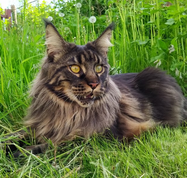Хоба! Котовторник!