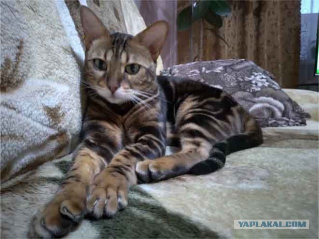 Погнали! С котовторником, други!