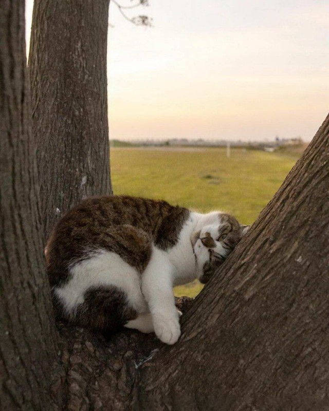 Разные котики
