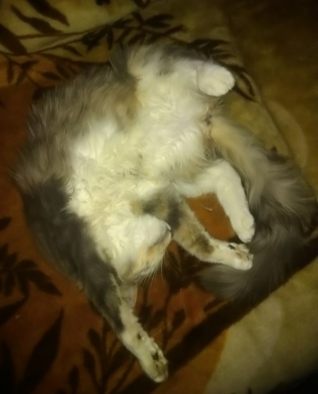 Котовторнику быть