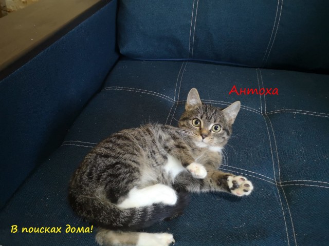 Жизнь домашнего приюта "Котоленд" 310