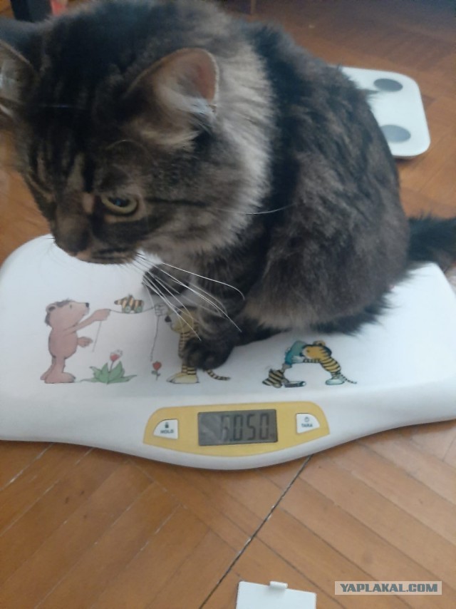 Забавные и милые котейки
