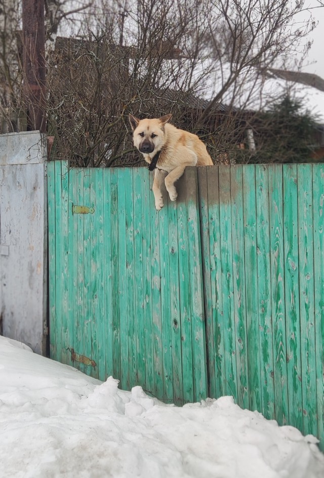 Собачукучу вам в ленту