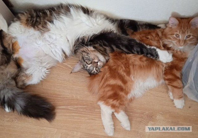 А ваши котейки че счас делают?