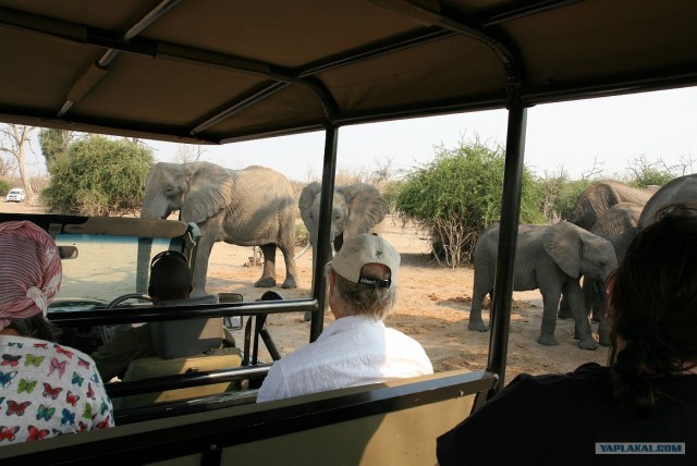 ЮАР, Замбия, Ботсвана