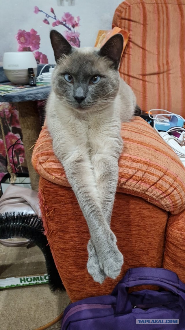 Котовторник 19.07.22