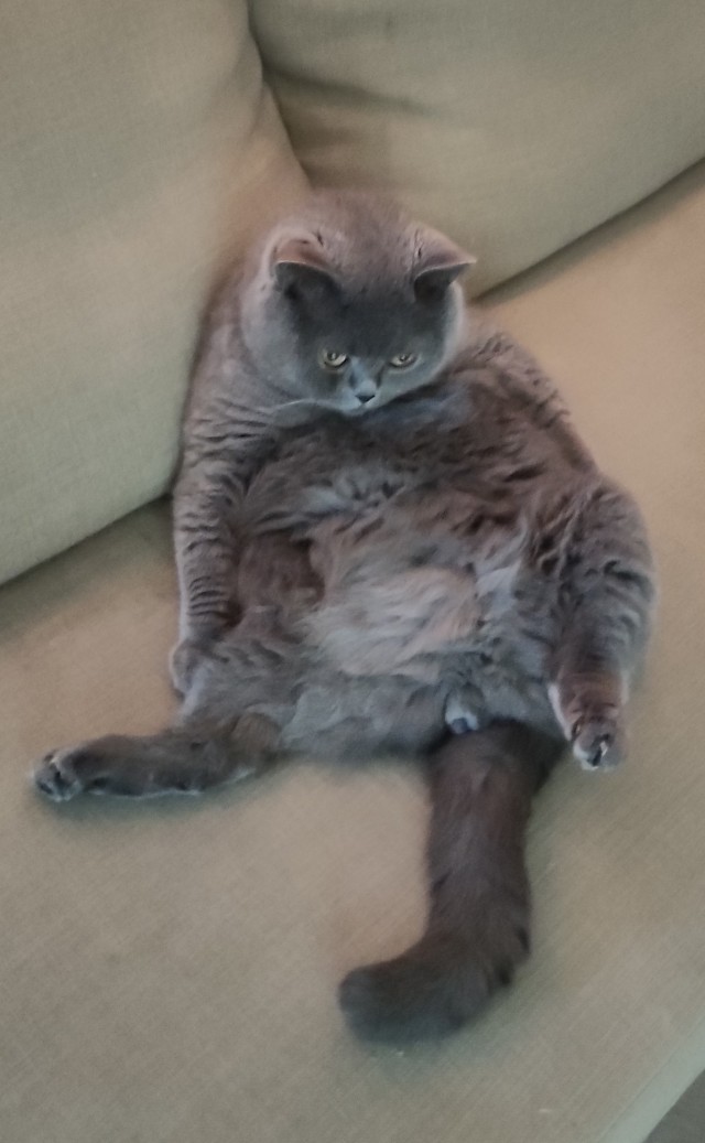 К котовторнику