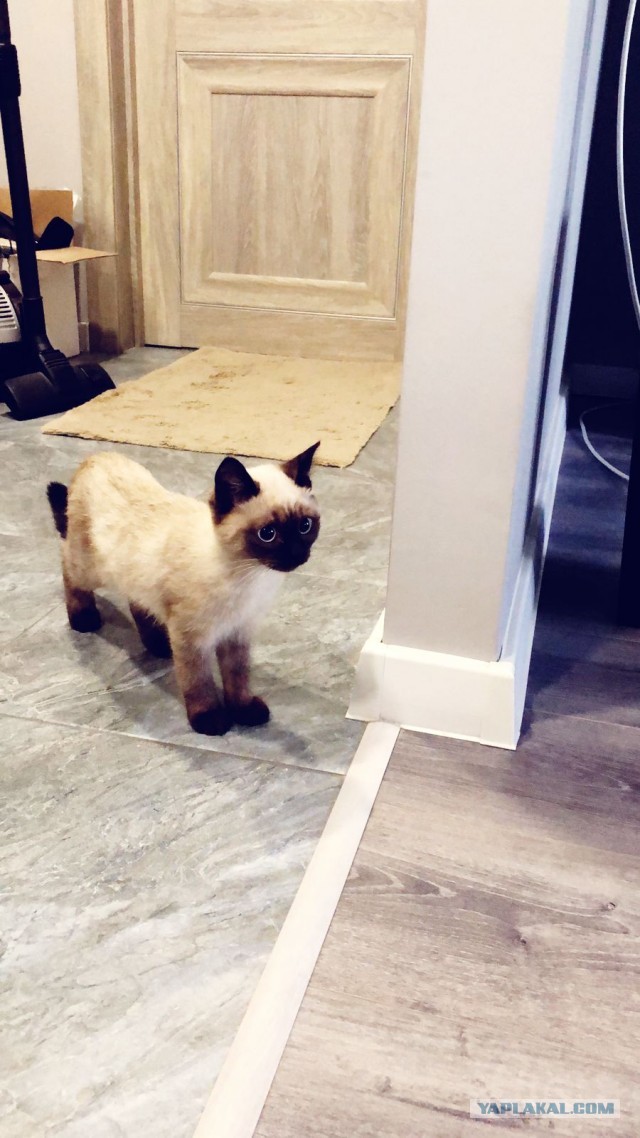 Котёнок по имени Гав