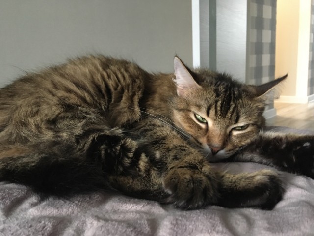 Вторник, сэр кот