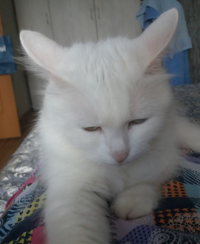 К котовторнику
