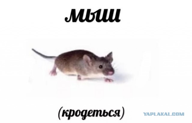 "Кто ты, тварь", сборник мемов про качков