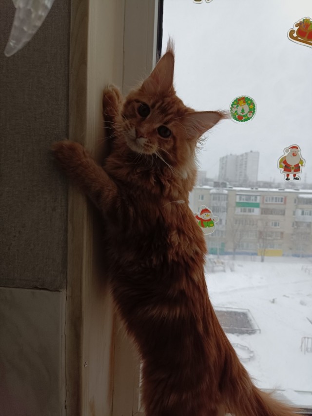 Котовторнику посвящается, подобрашка Маня