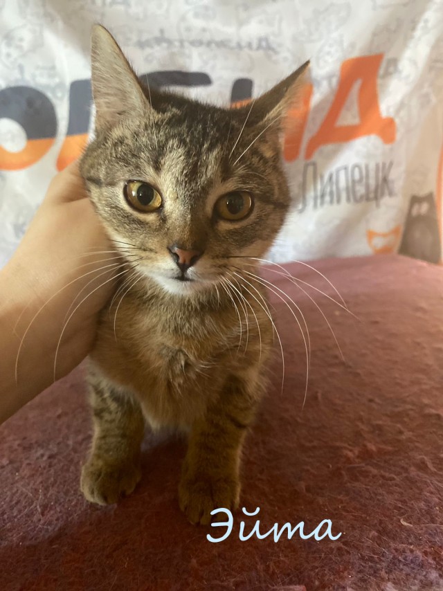 Жизнь домашнего приюта "Котоленд" 383