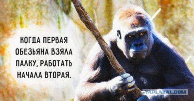 Вопрос к женской половине ЯПа