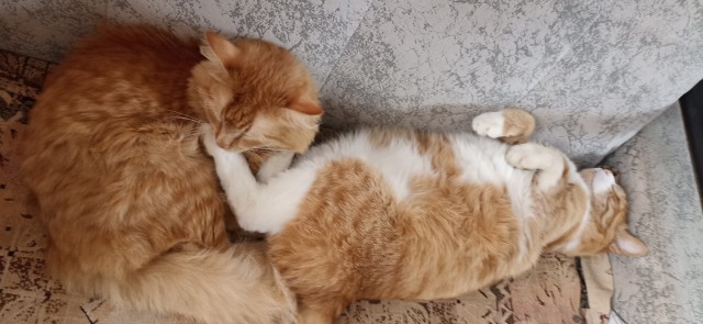 Коты - мастера на все лапы