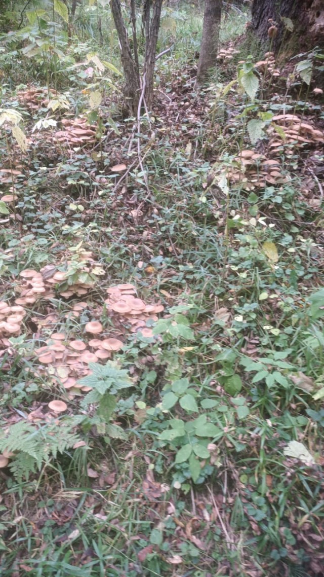 Литературный конкурс Пятак