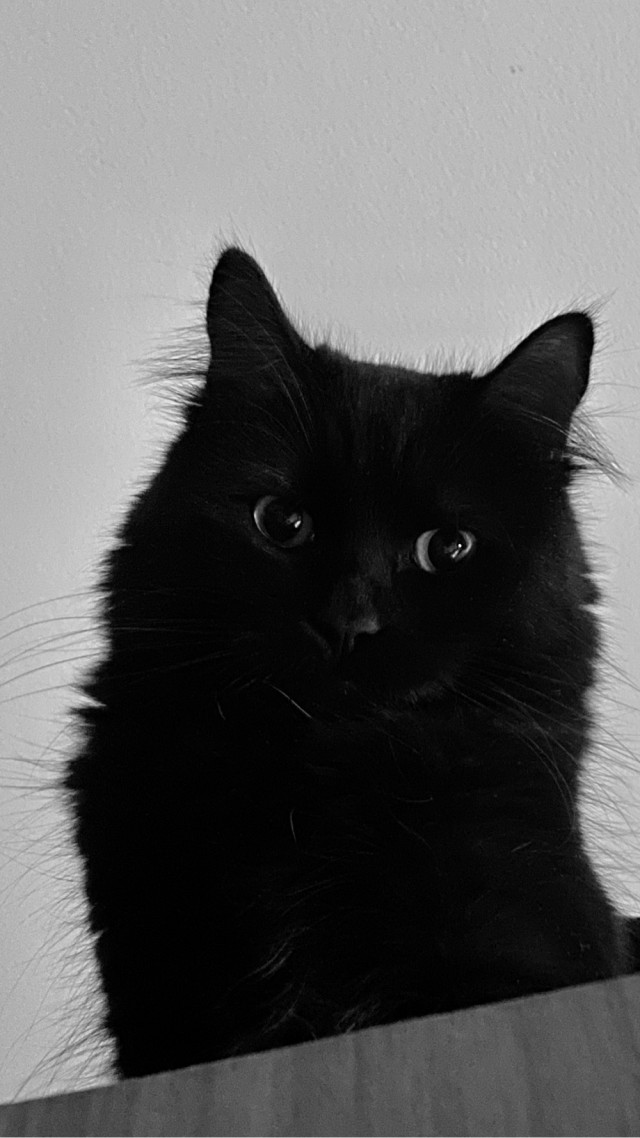 Котэ и молния