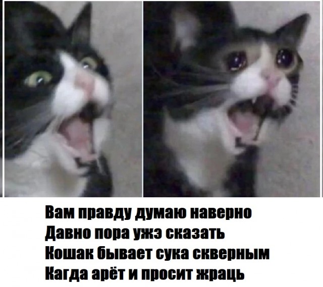 Весёлый полтишок 22.10.23