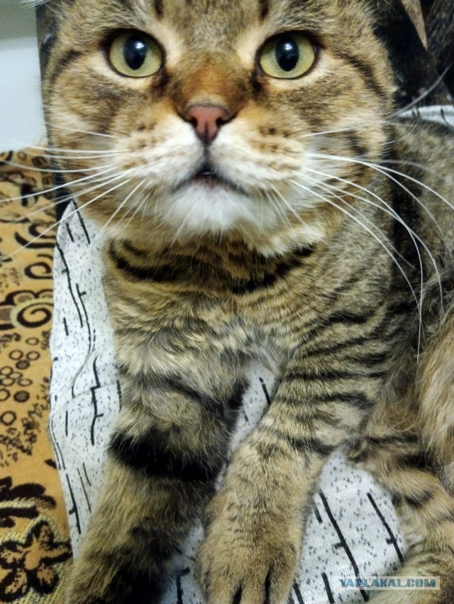 Мой котяра